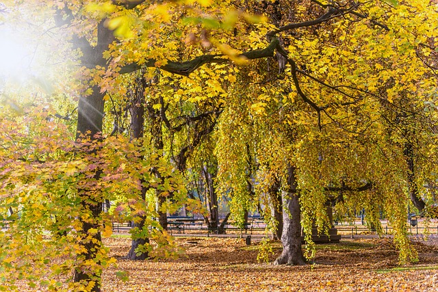 Autumn forest scene in Canada with golden birch leaves and evergreen conifers