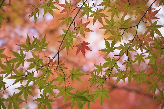 Autumn maple forest in eastern Canada with vibrant red and orange foliage on a hillside