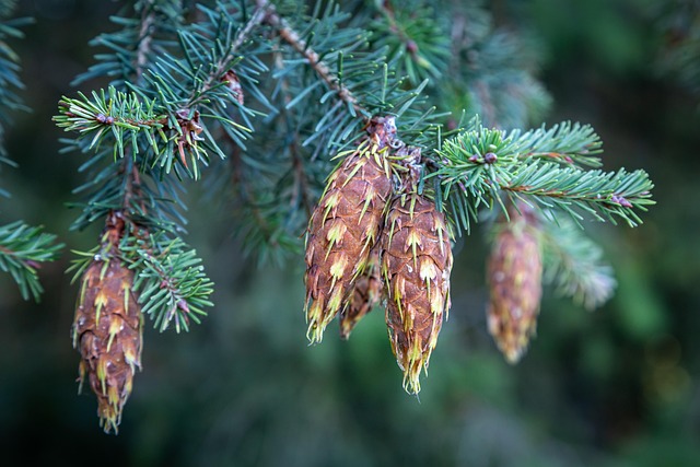 Young birch and spruce trees in a sunlit forest clearing with ferns on the ground