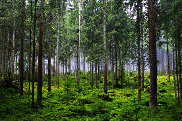 Aerial view of dense Canadian boreal forest stretching toward a distant mountain range under clear skies