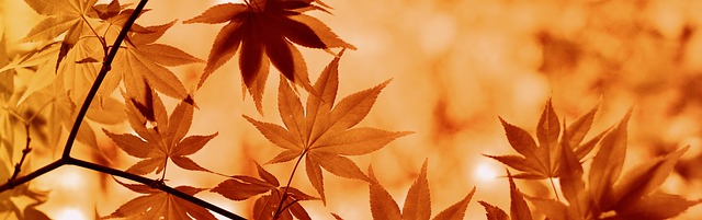 Autumn maple leaves on forest floor with morning dew in a Canadian deciduous forest