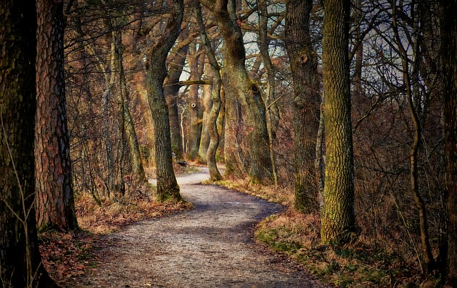 Peaceful trail winding through a dense Canadian forest with birch and spruce trees