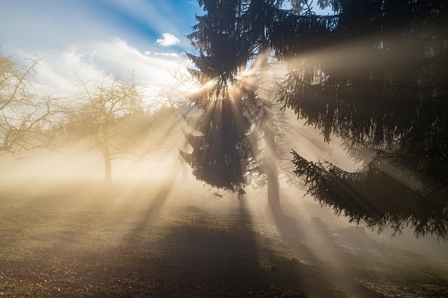 Morning mist rising through a quiet forest trail surrounded by tall conifers and wildflowers