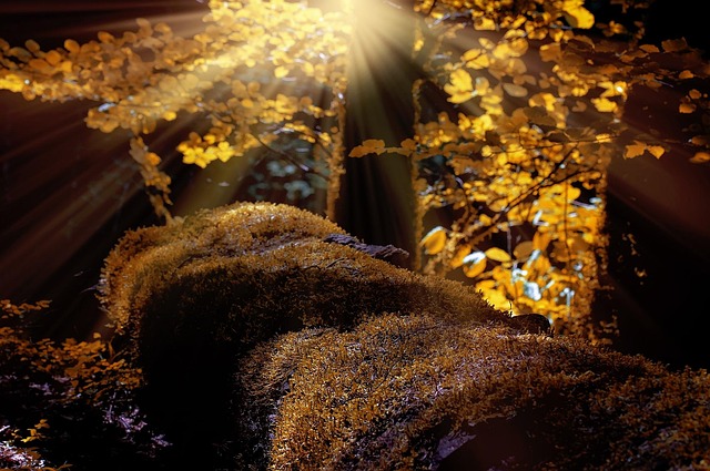 Close-up of moss-covered tree roots in a peaceful Canadian forest floor